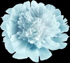 flower  light  blue   peony  isolated on black background. No shadows with clipping path. Close-up....