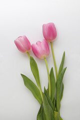 group of pink tulips on a white background
