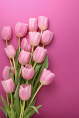 group of pink tulips on a pink background