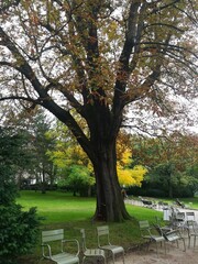 arbre Parc Jardin du Luxembourg  Paris 