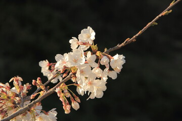 桜　ソメイヨシノ
