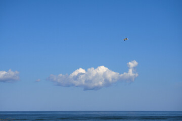 海に浮ぶ白い雲とカモメ