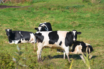 北海道、標津郡「中標津町」近辺で放牧されている牛