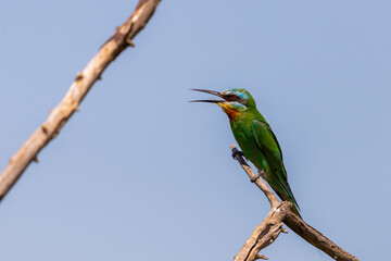 Close up of blue-cheeked bee-eater sitting on a branch of tree