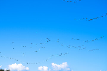 青空の中を隊列を組んで移動する渡り鳥