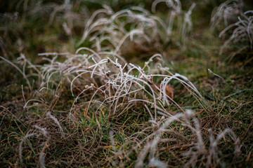 Frozen grass in the winter season in the Bieszczady Mountains.