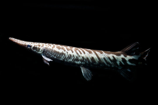 Tropical gar (Atractosteus tropicus) on Black isolated background