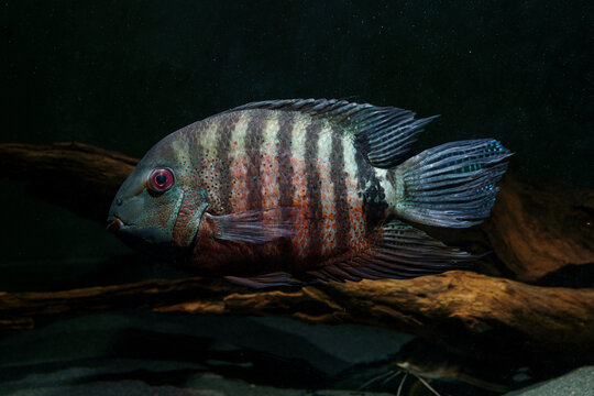 Red Mouthbrooder Severum (Heros liberifer) beautiful cichlids from rio inirida
