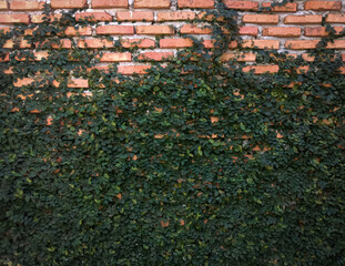 ivy covered wall