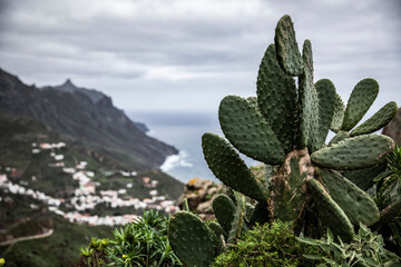 View of the ocean and the city with a cactus in the foreground, in Tenerife.