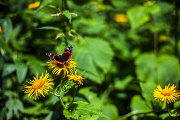 Coloured butterfly sitting on a yellow flower.
