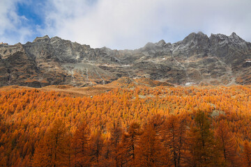 Obraz premium Autumn in Aosta Valley,Alps Italy.Yellow-brown pines.