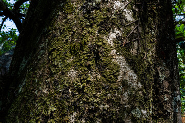 tree bark texture