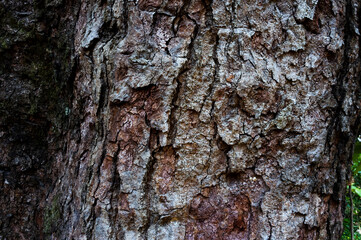 bark of a tree