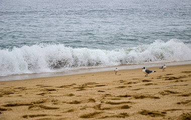 Seagulls at the beach of the Pasific ocean