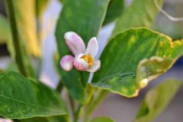 Green and blue is together. A colorful lemon blossom coming out of the lemon tree