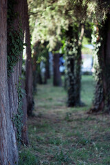 footpath between trees in green dark forest