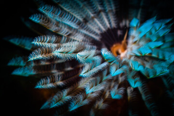 Feather duster worm on the reef off St Martin, Dutch Caribbean