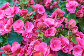 Lots of pink Elatior begonia flowers. View from above. Selective focus. Beautiful floral background.