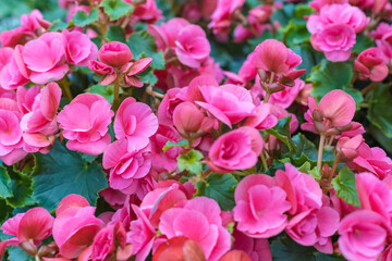 Fototapeta premium Lots of pink Elatior begonia flowers. View from above. Selective focus. Beautiful floral background.