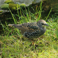 Star Sturnus vulgaris im Prachtkleid mit weißen Punkten