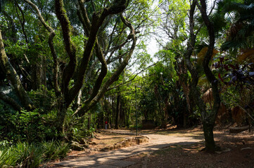 path in the forest