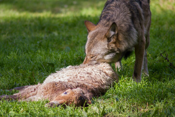 Jagender Wolf