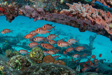 Naklejka na ściany i meble Blackbar Soldierfish hide on wreck on the reefs off St Martin, Dutch Caribbean