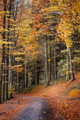 Herbst im Wald © sam