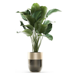 tropical plants Calathea lutea in a pot on a white background