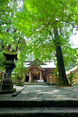 Fototapeta premium 高千穂神社本殿