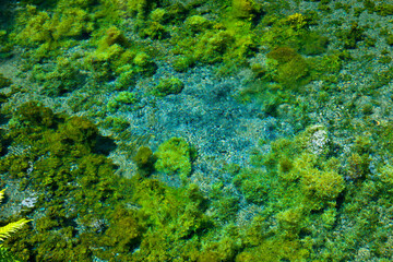 南阿蘇,白川水源