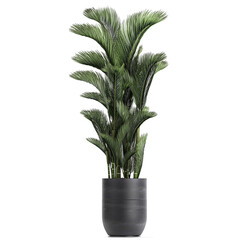 palm trees in a basket isolated on background	
