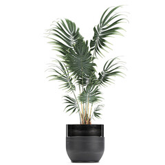 palm trees in a basket isolated on background	
