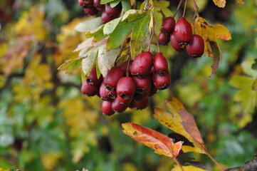 red berries on a branch