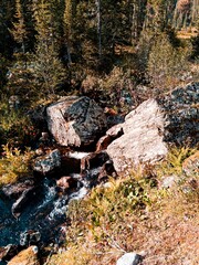 autumn in the forest