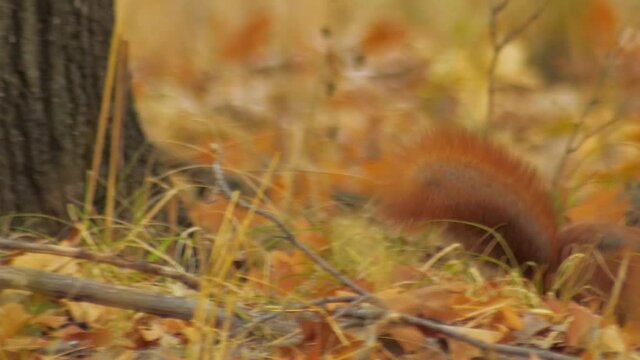 wildlife europe autumn- red squirrel with walnut
