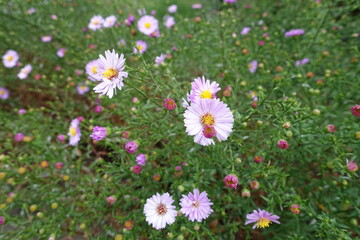Obraz premium Buds and light pink flowers of Michaelmas daisies in September