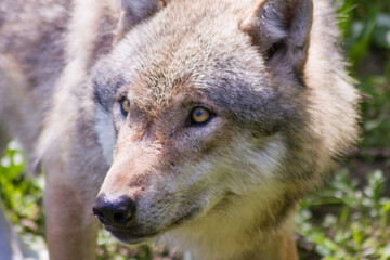 Portrait: Der Wolf