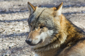 Portrait: Der Wolf