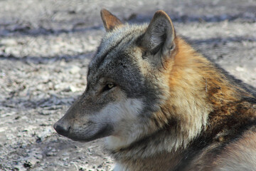 Portrait: Der Wolf