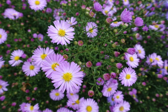 Close view of light pink flowers of  Michaelmas daisies in October