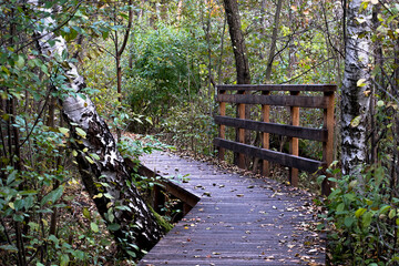 Obraz premium A wooden track in Kampinos National Park, Poland. This path leads through a birch forest into the depths of the wilderness.