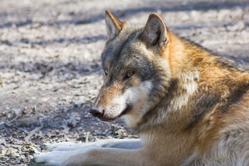 Portrait: Der Wolf