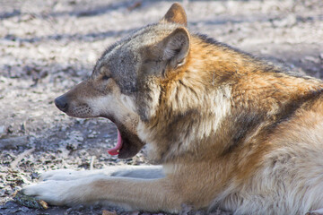 Portrait: Der Wolf