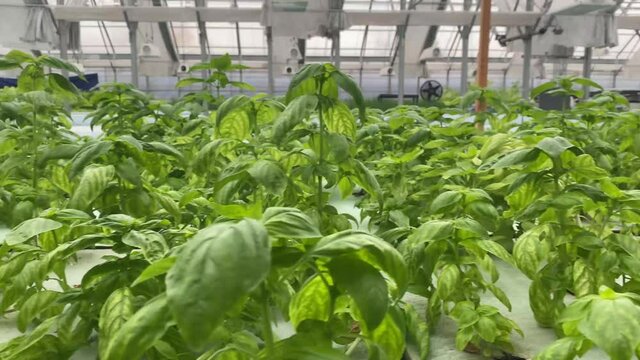 arugula ina green house 