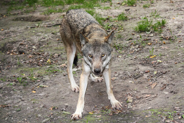 Der Wolf (Canis Lupus) ist derzeit das größte Raubtier aus der Familie der Hunde (Canidae)