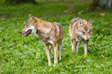 Der Wolf (Canis Lupus) ist derzeit das größte Raubtier aus der Familie der Hunde (Canidae)