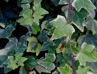 Obraz premium ivy leaves background