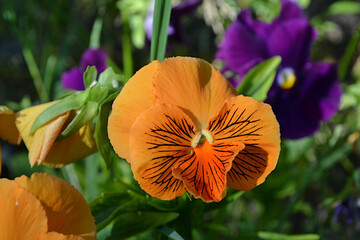 Viola tricolor L.